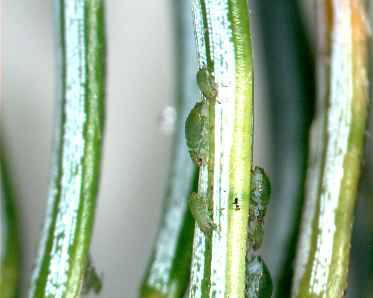 Sitkalús_BH (2).jpg